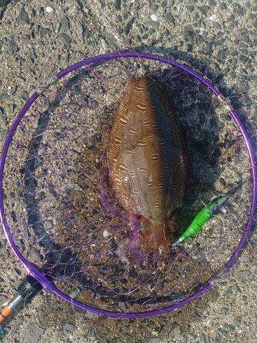 コウイカの釣果