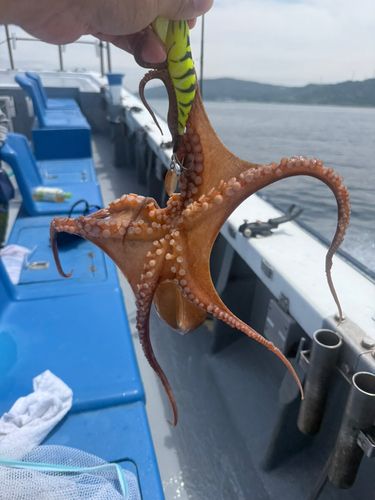 タコの釣果