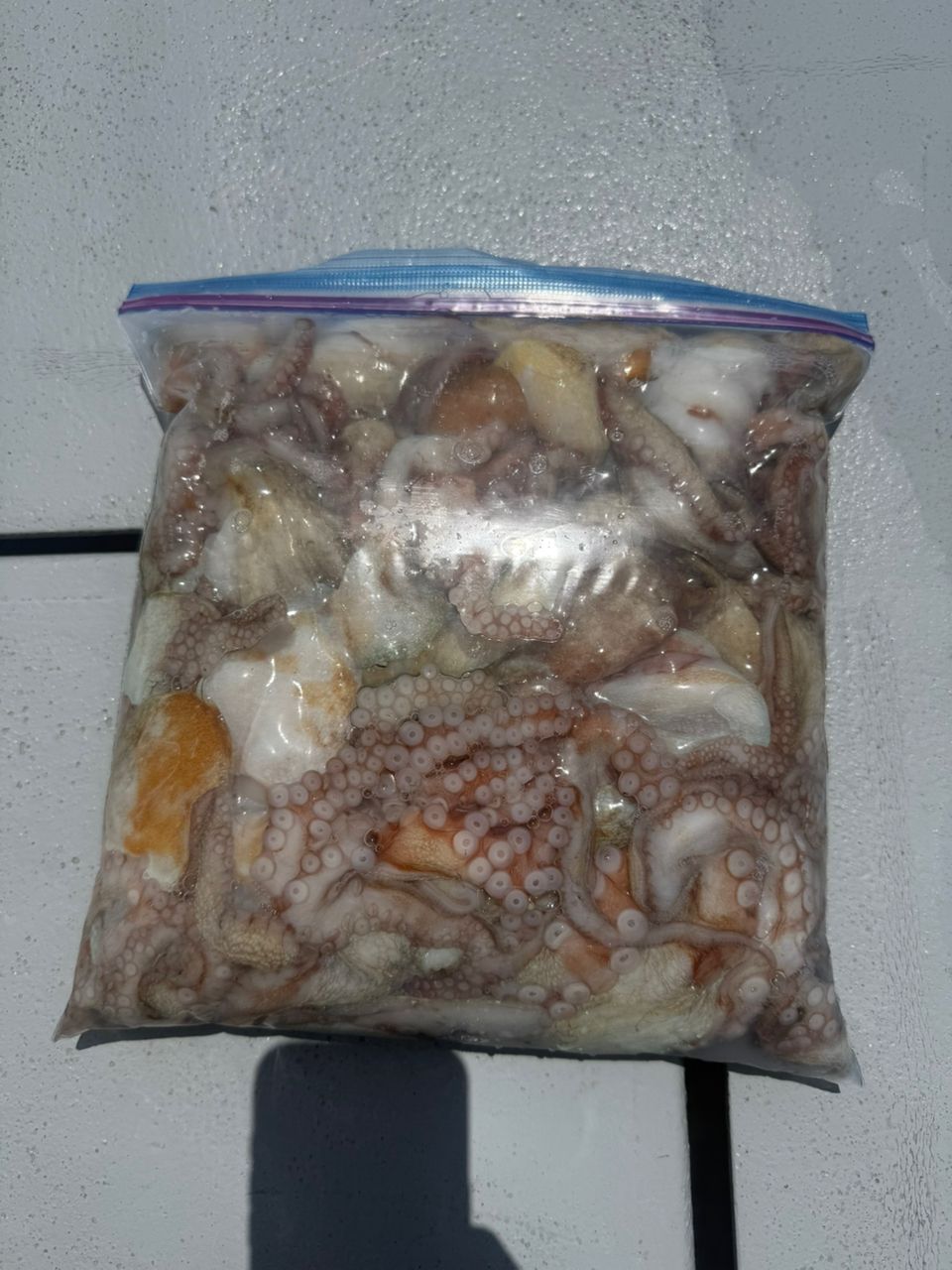 koolbox2006さんの釣果 2枚目の画像