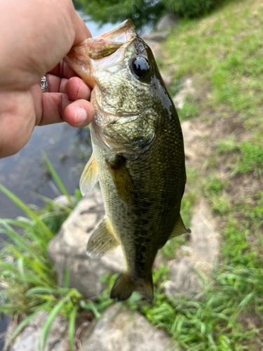 ラージマウスバスの釣果