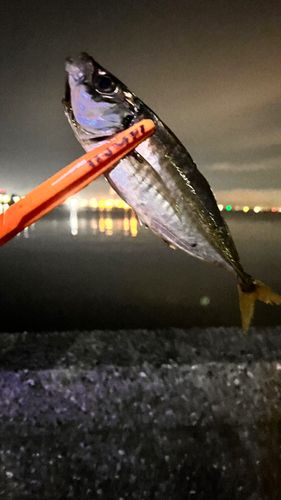 マアジの釣果