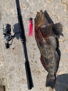 アイナメの釣果