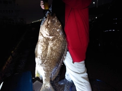 キビレの釣果