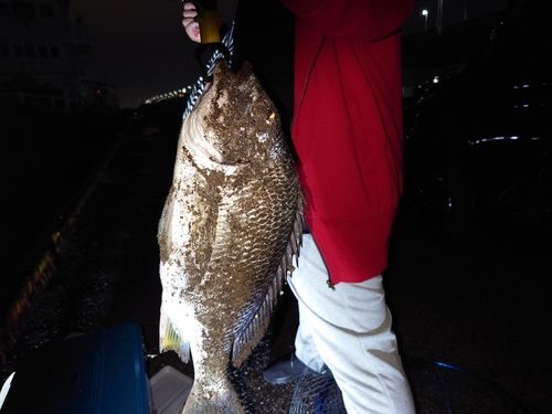 キビレの釣果