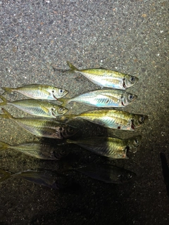 マアジの釣果