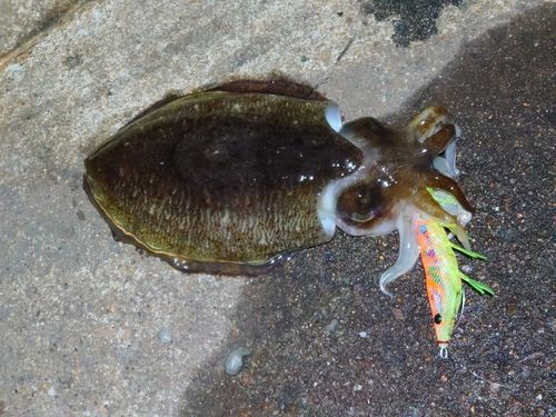 コウイカの釣果