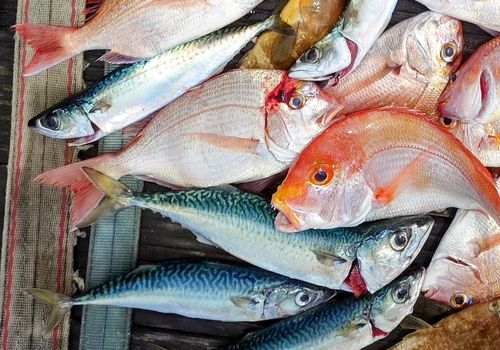 サバの釣果