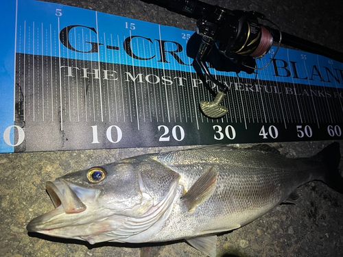 フッコ（マルスズキ）の釣果