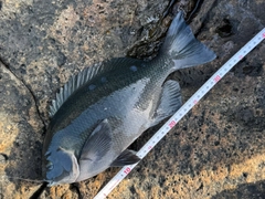 クチブトグレの釣果