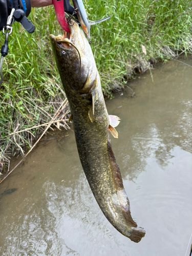 ナマズの釣果