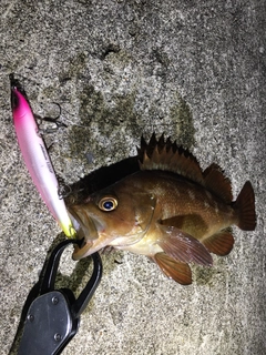 エゾメバルの釣果