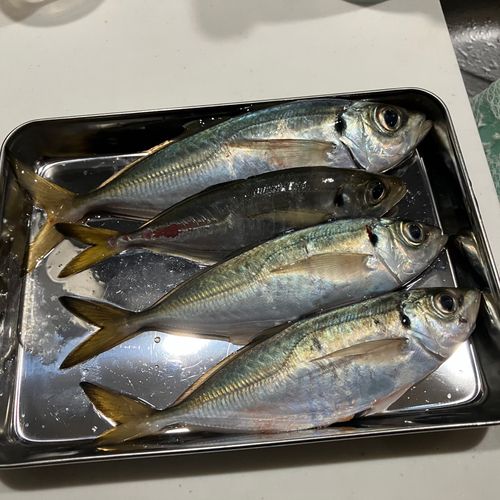 アジの釣果