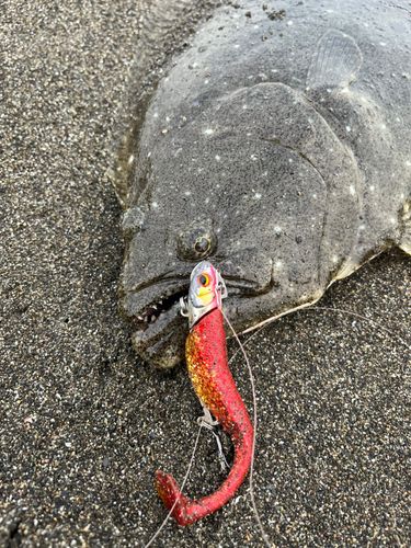 ヒラメの釣果