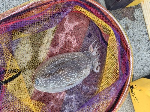 シリヤケイカの釣果