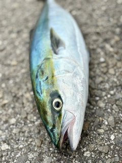 ワラサの釣果