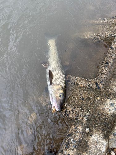 ニゴイの釣果