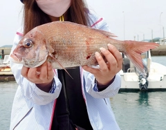マダイの釣果