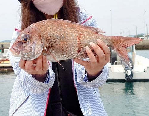 マダイの釣果