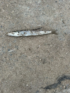 カマスの釣果