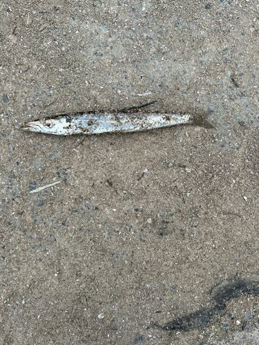 カマスの釣果