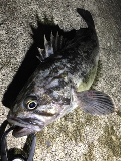 クロソイの釣果