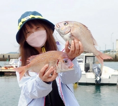 マダイの釣果
