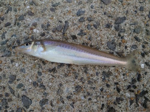 キスの釣果