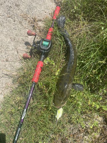 ライギョの釣果
