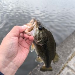 ブラックバス