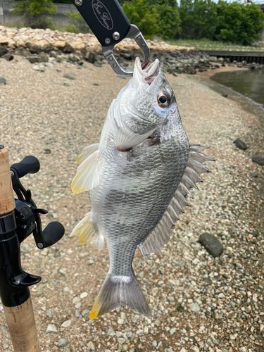 キビレの釣果