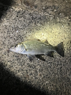 ヒラスズキの釣果