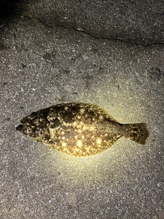 ヒラメの釣果