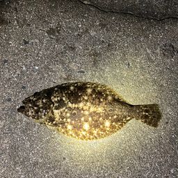 ヒラメ