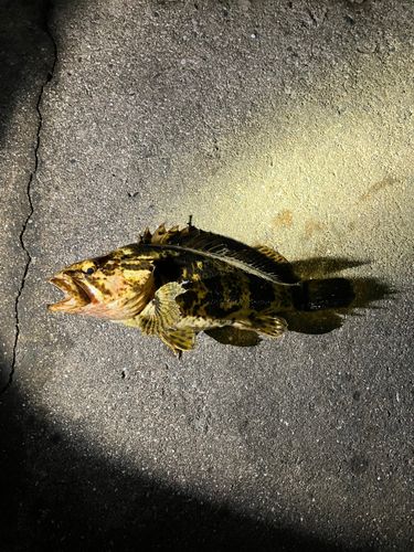 タケノコメバルの釣果