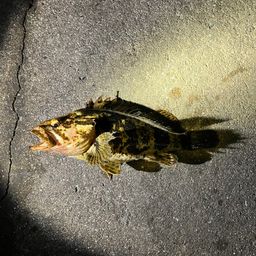 タケノコメバル