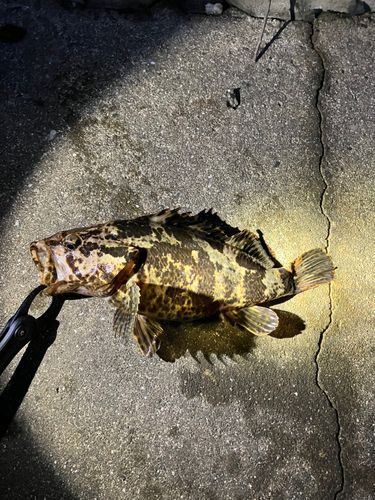 タケノコメバルの釣果