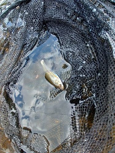 ウグイの釣果