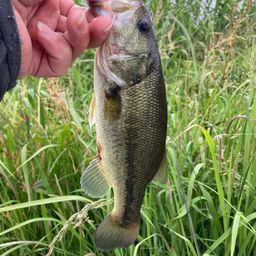 ラージマウスバス