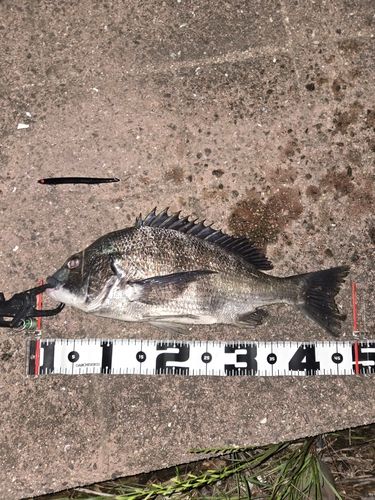 チヌの釣果