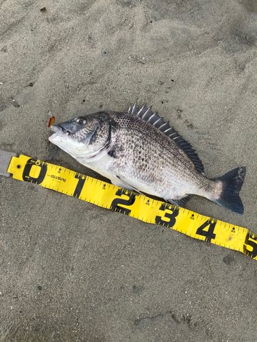 チヌの釣果