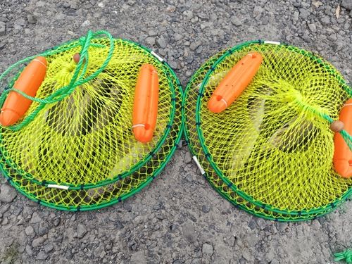 ニジマスの釣果