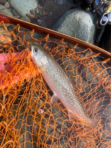 アメマスの釣果
