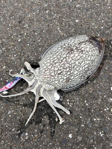 シリヤケイカの釣果