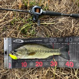 ラージマウスバス