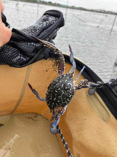 タイワンガザミの釣果