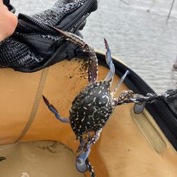 タイワンガザミ
