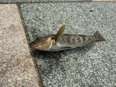アイナメの釣果