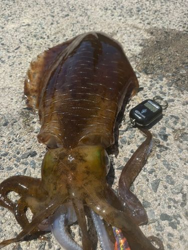 アオリイカの釣果
