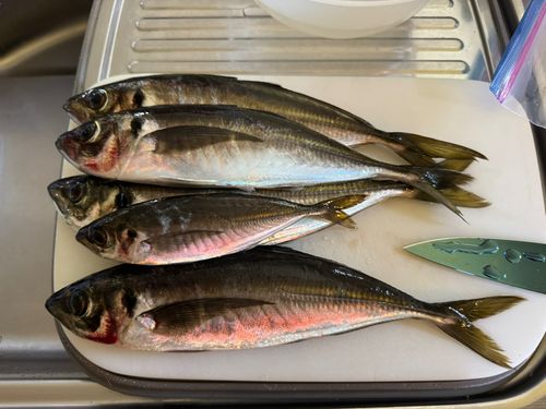 アジの釣果