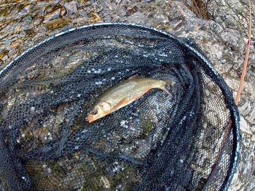 ウグイの釣果